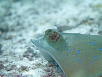 Previous